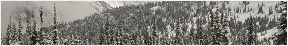 lash tinting, brow tinting services squamish bc